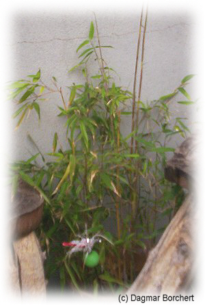 bambus spectabillis